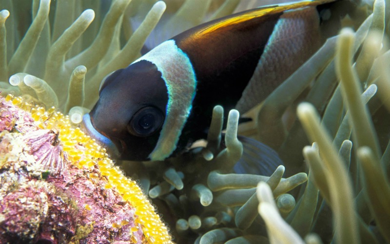 Reef fish that care for their young, such as this Wide-Band Anemonefish, are more likely to evolve into new species.