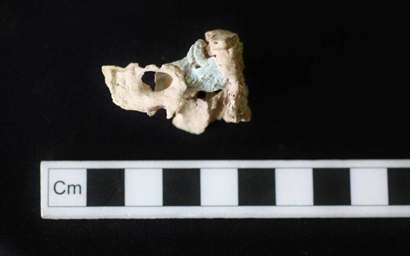 An ancient petrous bone after cleaning and prior to DNA sampling. The particular location of this bone inside the skull, coupled with its high density and durability, led to the sequencing and analysis of a genomic time series spanning 5,000 years. Image credit: Kendra Sirak (PhD student, Anthropology, Emory University)