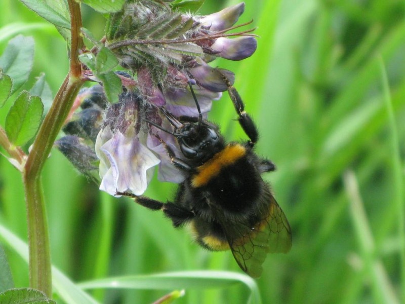 Research in the School of Natural Sciences determined the value of pollination services to oilseed rape to be worth approximately €4 million per year.