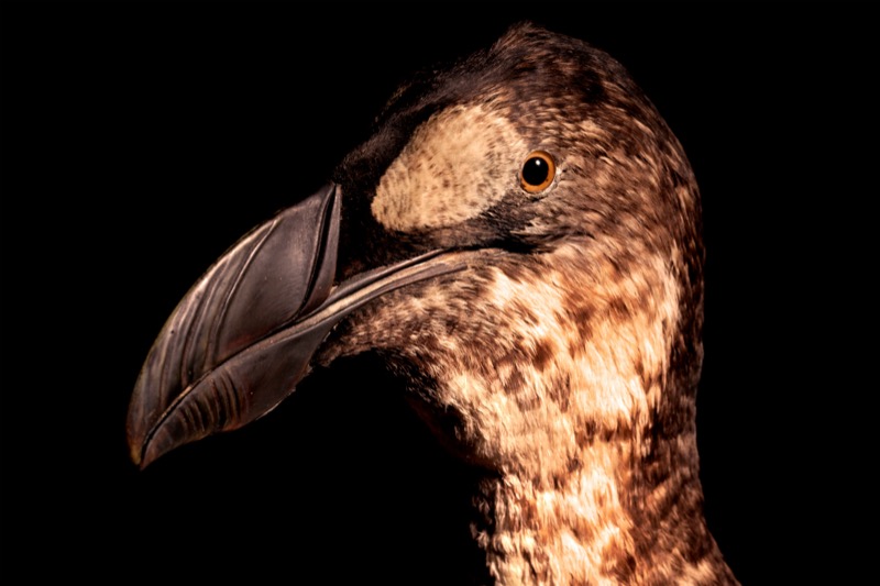 Ireland's last Great Auk is one of the Zoological Museum's big draws.