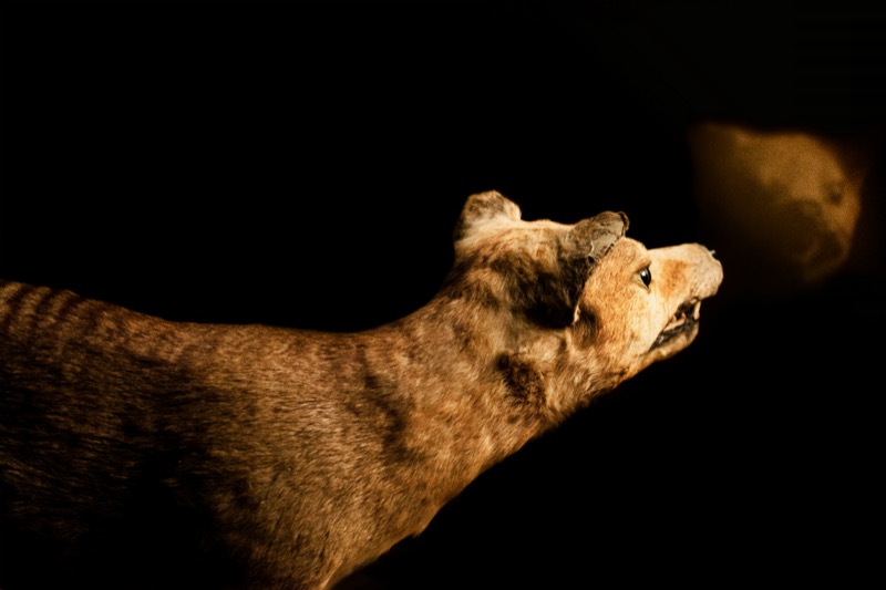 The Tasmanian Wolf, native to Australia, Tasmania and New Guinea, is believed to have gone extinct during the last century.