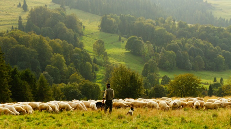 Livestock grazing is one of the reasons that our grasslands are so important to our way of life. New research now shows that grazers, such as these sheep, are related to non-native species dominating these environments.