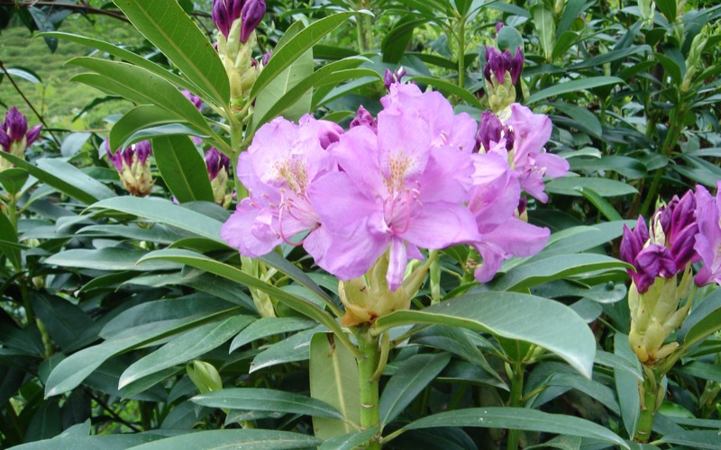 The nectar from Common Rhododendron flowers has toxic effects on native Irish honeybees.