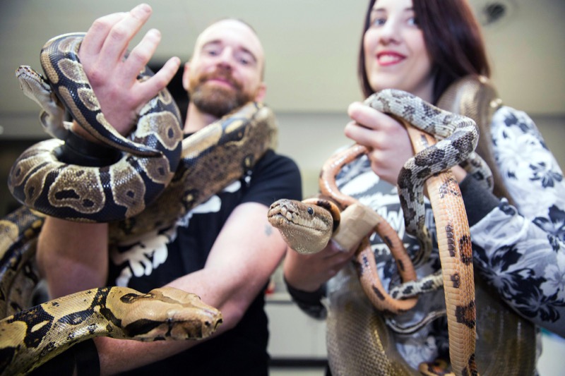 Associate researcher in the School of Natural Sciences at Trinity College Dublin, Collie Ennis, handling a Royal Python and Red Tailed Boa; while PR Officer with the Herpetological Society of Ireland, Emma Lawlor, is handling corn snakes and a Python