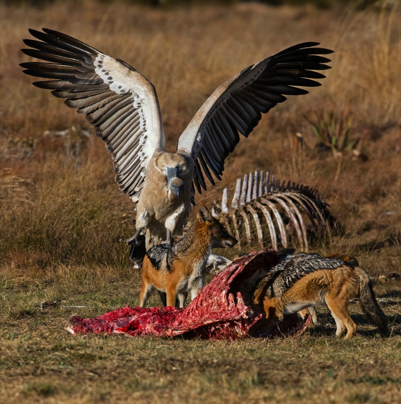 Vultures and jackals are expert scavengers, and are seen here squabbling over a free lunch.
