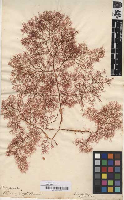 Seaweed specimen collected by Ellen Hutchins in Bantry Bay Fucus Capilliaris - Image Courtesy of The Herbarium. Botany Dept. Trinity College Dublin.