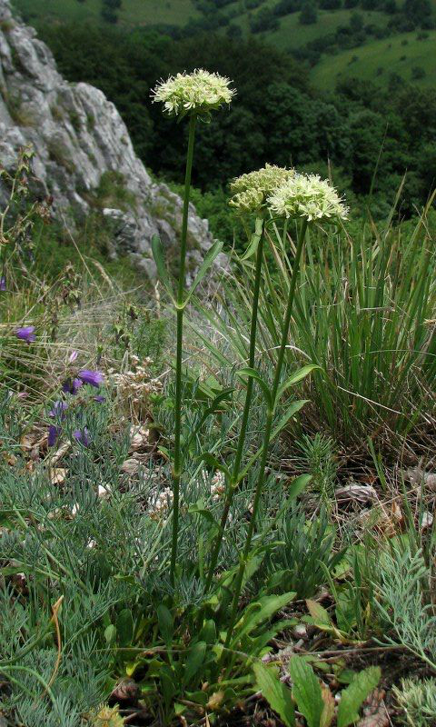 The spatule-leaved soapwort (Saponaria bellidifolia) resorts to shrinkage to persist in less favourable climates.