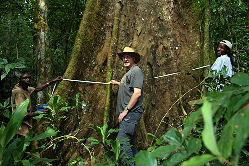 Professor david taylor, school of natural sciences in tcd, enumerating a forest plot in mpanga forest, uganda.